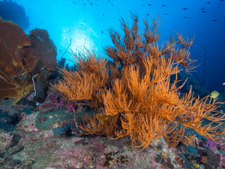 Bushy black coral (Mergui archipelago, Myanmar)