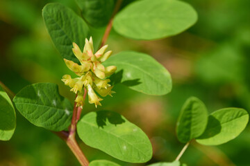 Fototapeta premium Bärenschote (Astragalus glycyphyllos)