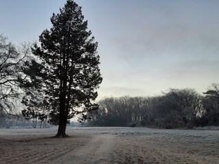 冬の朝の野原一面に霜がおりる景色