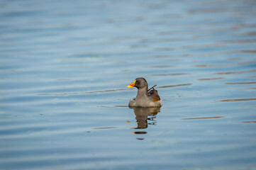 common moorhen or gallinula chloropus bird in wetland of keoladeo national park or bharatpur bird sanctuary rajasthan india