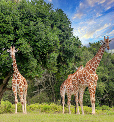 Giraffes inKenya