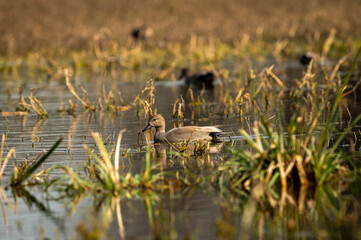Gadwall or Mareca strepera in early morning light floating in shallow water at wetland of keoladeo national park or bharatpur bird sanctuary rajasthan india