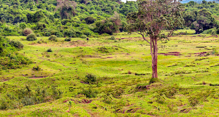 Trees in the forest