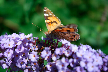 Butterfly on flower