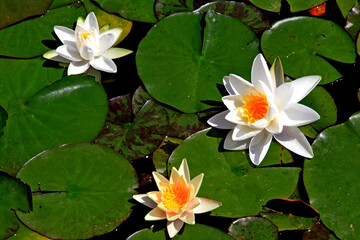 Kańczuga , Sietesz , Markowa , Kraczkowa , Łańcut - Storczykarnia , Łańcut  park