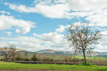 Springtime trees in the field