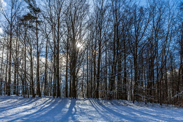 Winterwald