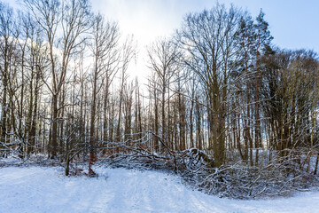 Winterwald