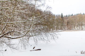 Winterwald