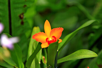 Kańczuga , Sietesz , Markowa , Kraczkowa , Łańcut - Storczykarnia , Łańcut  park