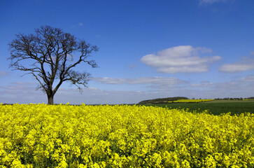 Yellow field with silhouetted tree