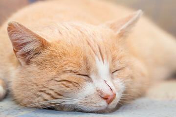 Fototapeta na wymiar The big ginger cat is sleeping on the sofa. Impudent red muzzle.
