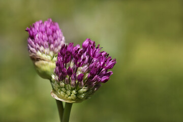 lila Allium Knospe beim Aufblühen in Nahaufnahme
