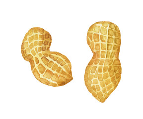 Two unpeeled peanut isolated on white background. Watercolor hand drawing illustration. Perfect for print, card, design menu.