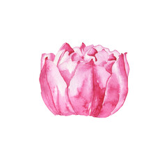 Peony flower or double early tulip isolated on white background. Watercolor hand drawing illustration of spring flower. Perfect for blog design, print, wedding card.