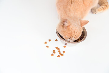 Ginger cat eats dry food from a bowl.