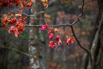 Red autumn leaves