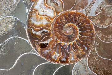 Clockwise ammonite