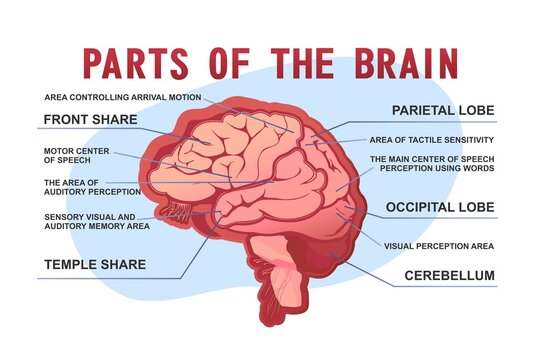 parts of the brain educational scheme
