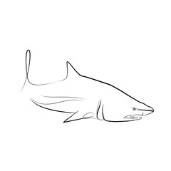 Obraz premium Shark in one line. Black line vector illustration on white background
