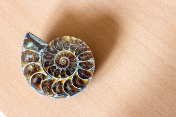 Ammonite