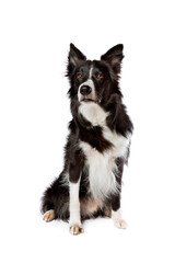 black and white border collie dog