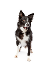 black and white border collie dog