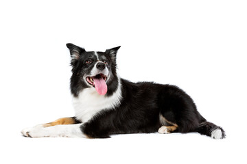tricoloured border collie dog