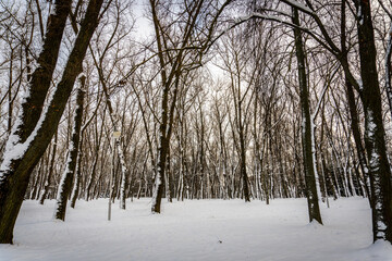 Winter icy forest and snowy trees, winter's tale and silence
