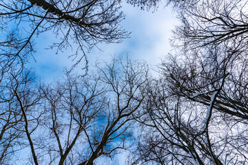 Tree crowns from bottom to top in winter and blue spring sky