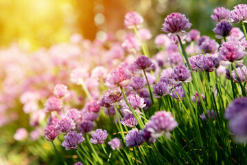 Blooming clover bushes with sunlight in the background