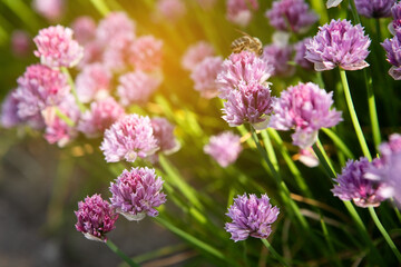 Blooming clover bushes with sunlight in the background