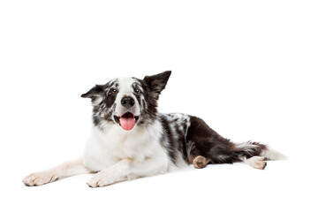 blue merle border collie dog