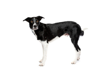 Fototapeta na wymiar black and white border collie dog