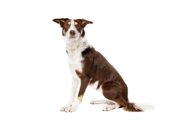 brown and white border collie dog