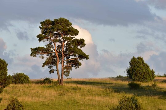 einzelner sch&ouml;ner Nadelbaum im Abendlicht, Solit&auml;rbaum, Kiefer
