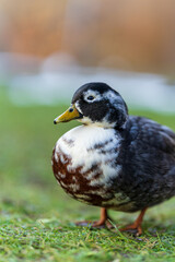 Duck in the grass