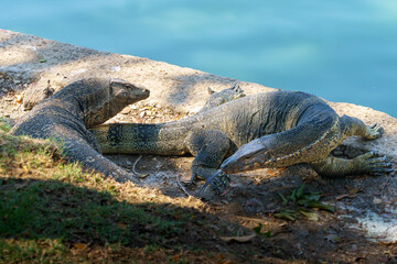 Two large adult Asian Monitor Lizards in Lumpini Park, Bangkok, Thailand
