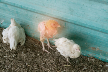 Chicken is sick and sleep on the floor
