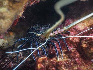 Juvenile Painted spiny lobster (Mergui archipelago, Myanmar)