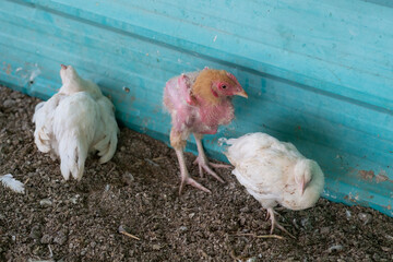 Chicken is sick and sleep on the floor
