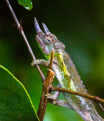 close up of young jackson chamaleon (trioceros jacksonii) in its natural habitat in urban nairobi