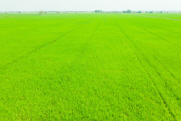 Obraz premium aerial view from flying drone of Field rice with landscape green pattern nature background, top view field rice 