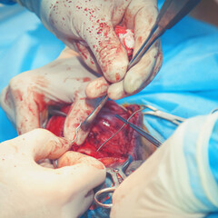 Veterinarian surgery. Close up. Health, animal, hospital, treatment, medicine concept.