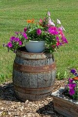 Flowers growing in a bowl on top of old barrel for lawn display.