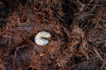 The beetle larva (beetle) is an insect that lives in the soil, soft texture with a light brown head. Grub worms are a source of protein that people can eat.