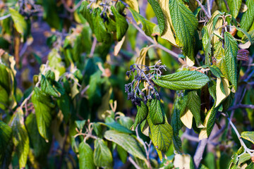 Green color leave macro and close-up during sunlight, nature background, beauty