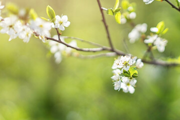 Cherry tree flowers in the sun