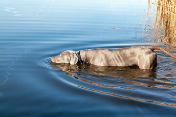 Junger Weimaraner Jagdhund lernt das schwimmen in einem See