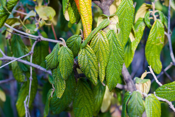 Green color leave macro and close-up during sunlight, nature background, beauty